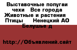 Выставочные попугаи чехи - Все города Животные и растения » Птицы   . Ненецкий АО,Белушье д.